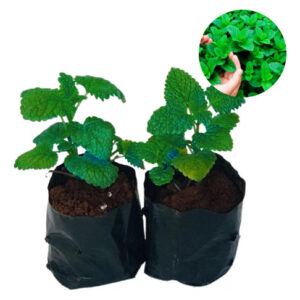 2 Muda Mentha Spicata Hortelã Verde Medicinal Arromatica