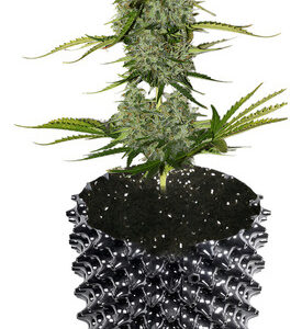 Vaso Airpot Raiz Forte 7 Litros Grow Cultivo Indoor Outdoor
