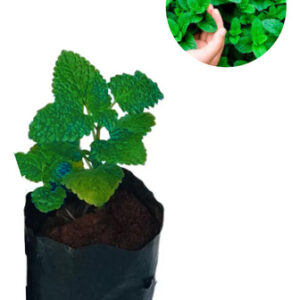 1 Muda Hortelã Menta Alta Qualidade Planta Medicinal