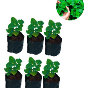 6 Mudas De Hortelã Menta Cha Ervas Tempero Agua Saborizada