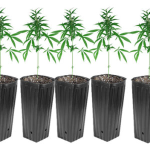 10 Vasos Plantio Mudas Grow Bag 10x32 Preto Indoor Outdoor