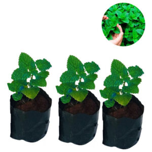 3 Mudas De Hortela Verde Menta Cha Tempero Erva Medicinal
