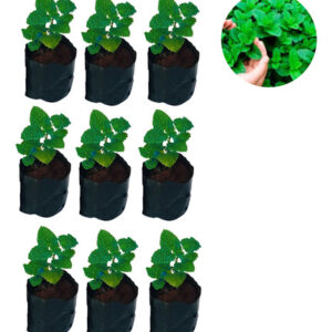 9 Mudas De Menta Hortelã Verde Arromatica